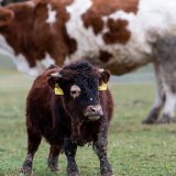 Parmi les 49 projets soutenus par l'Aide uisse à la montagne en mai, 41 concernent l'agriculture